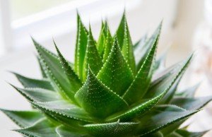 aloe 2.