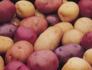 batatas
